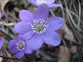 50 L'hepatica nobilis